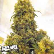 Mr Nice Seeds Critical Skunk